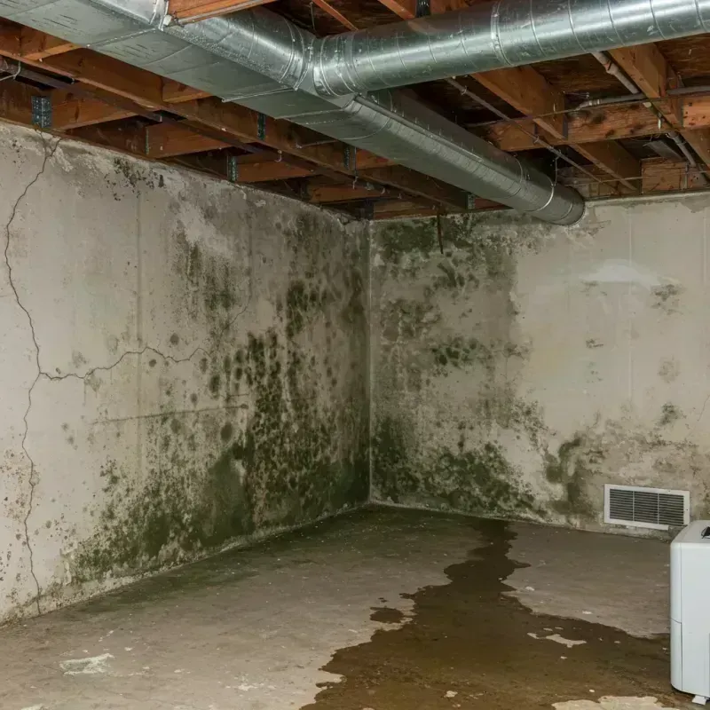 Professional Mold Removal in Kingston, MO